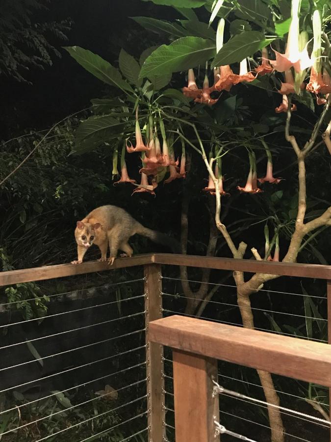 Jacaranda House Garden *