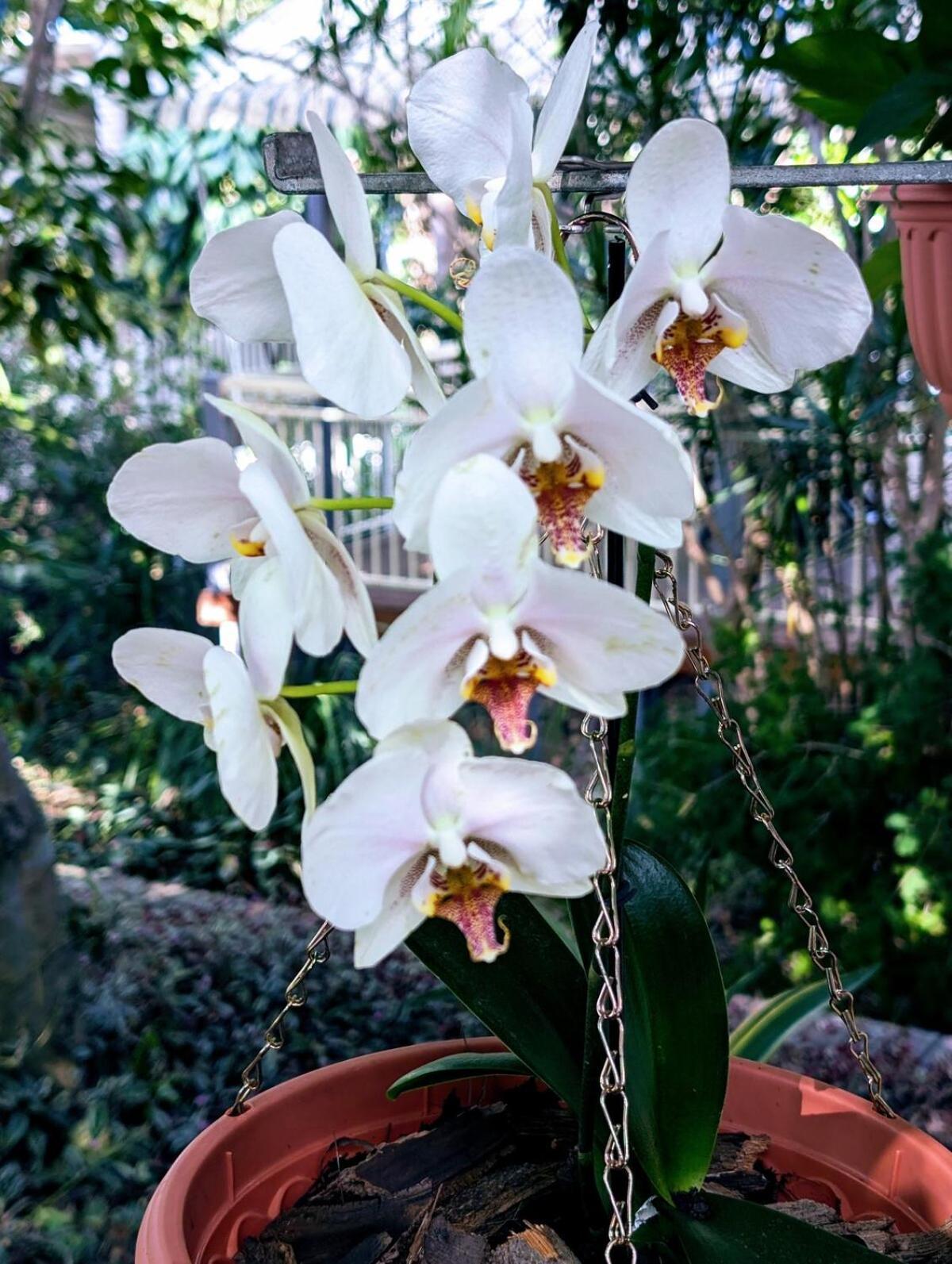 Leafy 3-bedroom Escape To Nature-air Conditioned With Smart Entry Casa de férias Brisbane