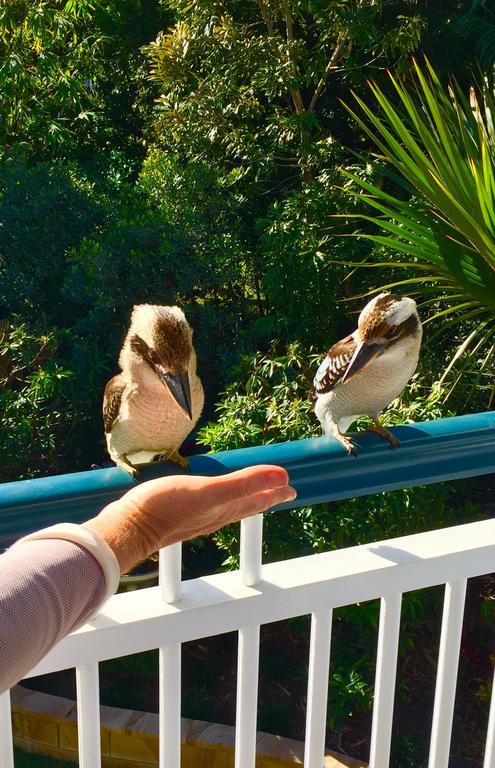 Hospedagem domiciliar Balmoral Queenslander *