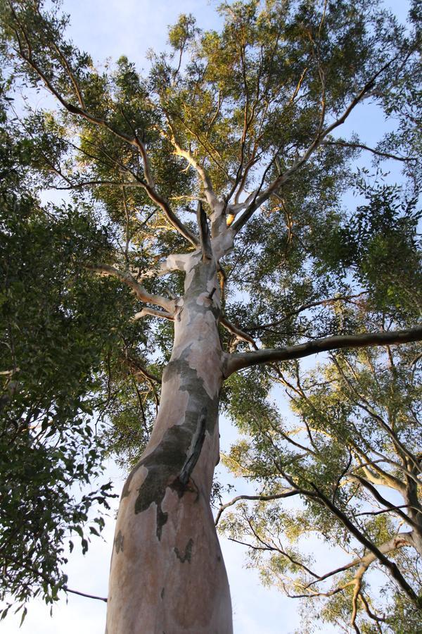 Paperbark 4*