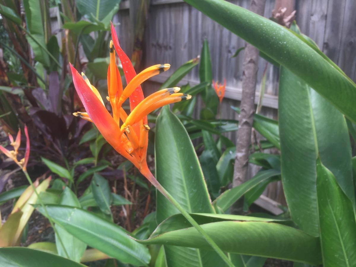 Hospedagem domiciliar Balmoral Queenslander Brisbane