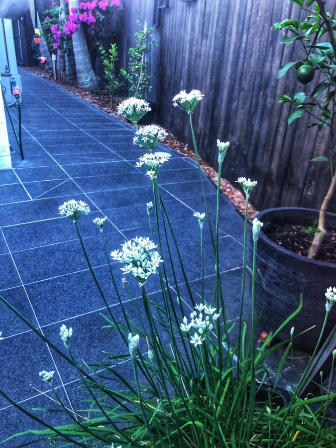 Paperbark 4* Brisbane