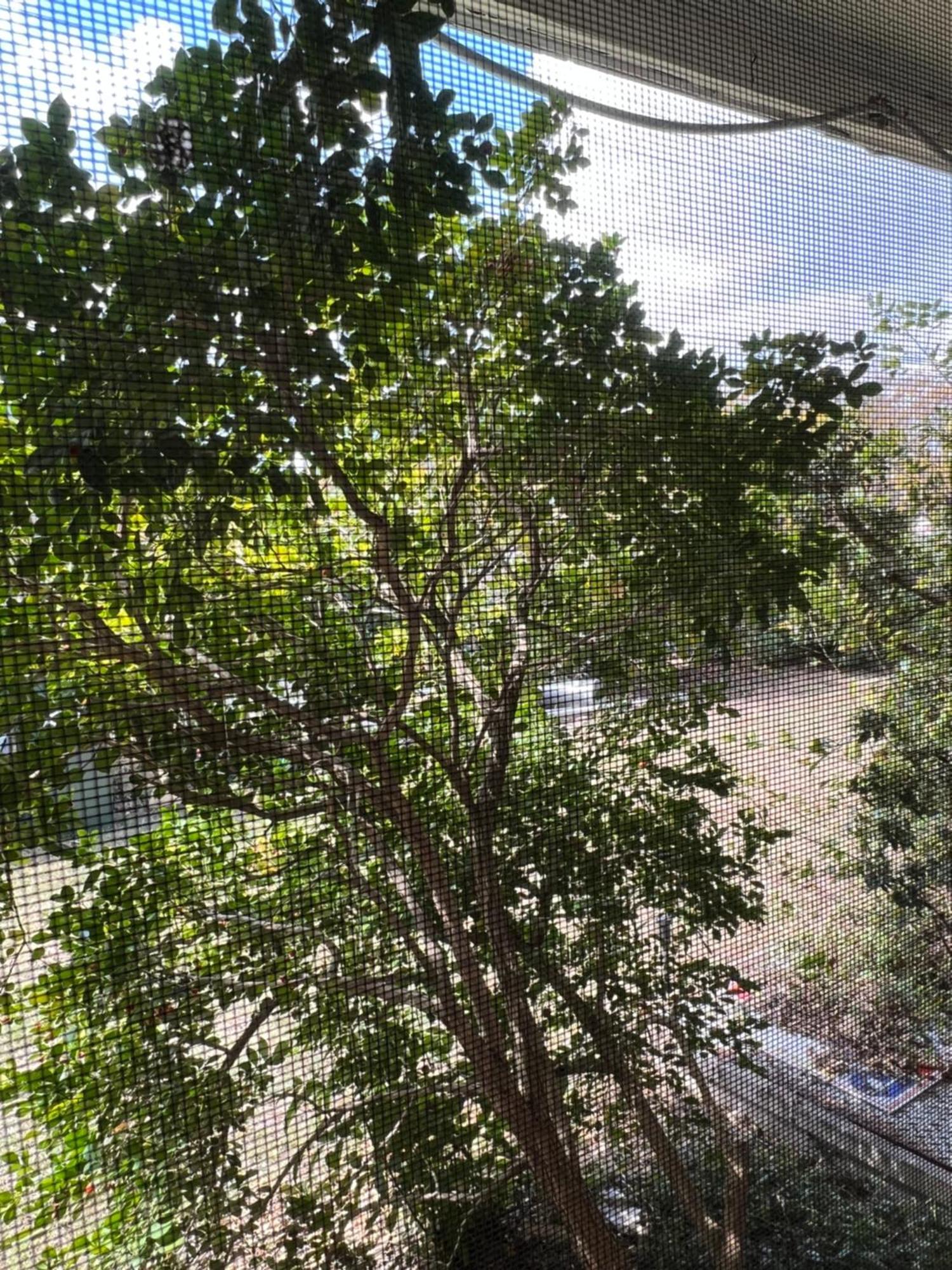 Adalong Student * Brisbane